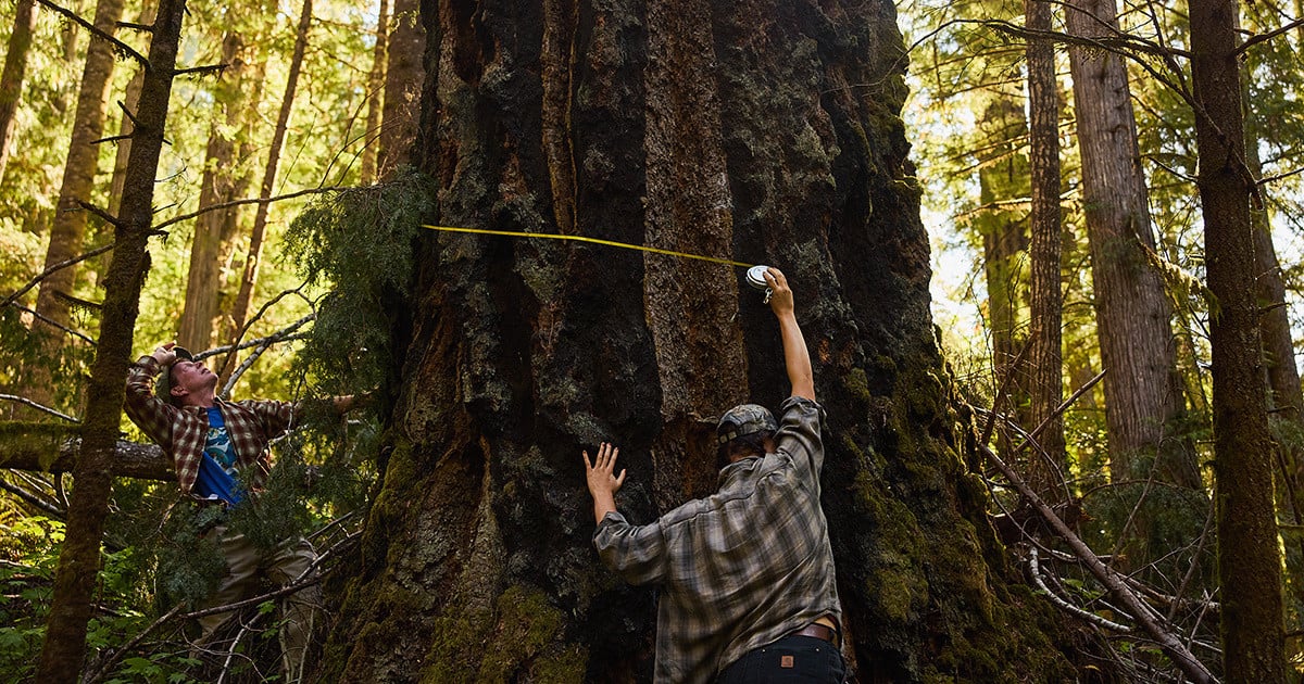 A Biden Effort to Protect Old Forests Hasn’t Curbed BLM Logging — ProPublica